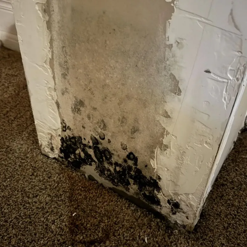 Professional Mold Removal in Monongalia County, WV